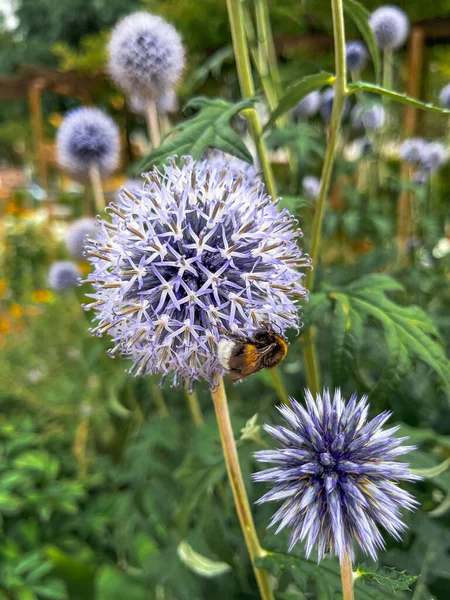 Closeup Shot Beautiful Echinops Blooming Garden — Stock Photo, Image