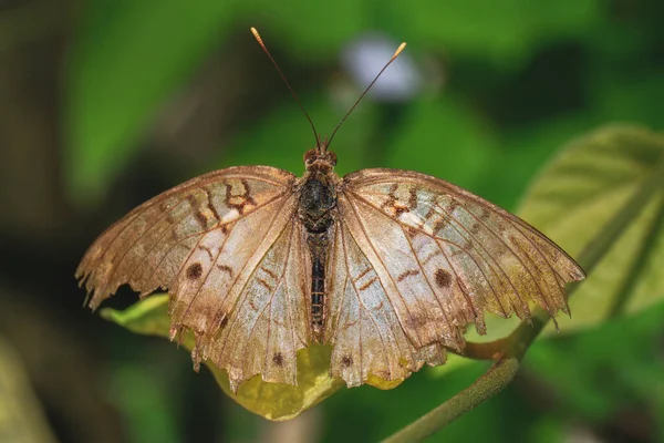 Tiro Perto Uma Borboleta — Fotografia de Stock