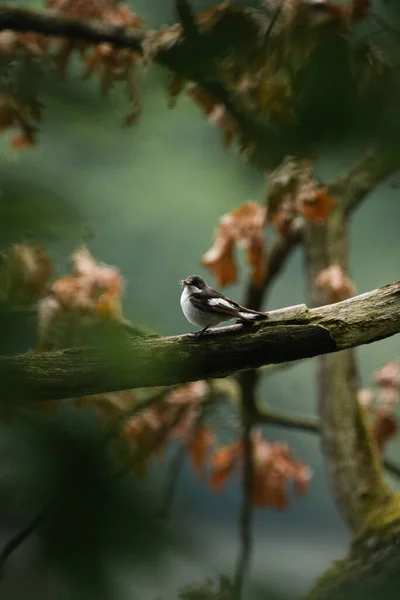 Pionowe Ujęcie Półkołnierzyka Latającego Ptaka Siedzącego Drzewie Zewnątrz — Zdjęcie stockowe