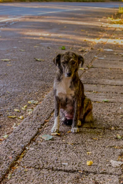 一条街道上的狗站在黄色落叶中间的一张垂直的照片 — 图库照片