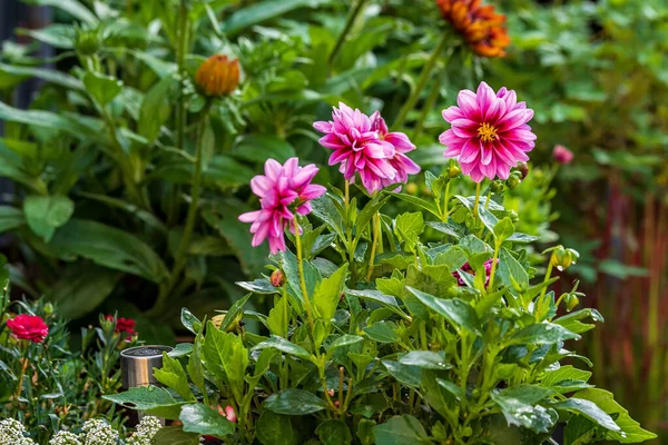 Disparo Las Flores Rosadas Que Crecen Macizo Flores Delante Otras — Foto de Stock