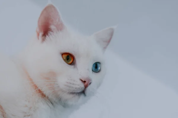 Zbliżenie Ujęcie Białego Kota Heterochromią — Zdjęcie stockowe