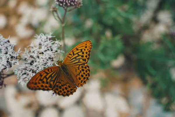 Benekli Kahverengi Bir Kelebeğin Bitkinin Üzerindeki Seçici Odağı — Stok fotoğraf