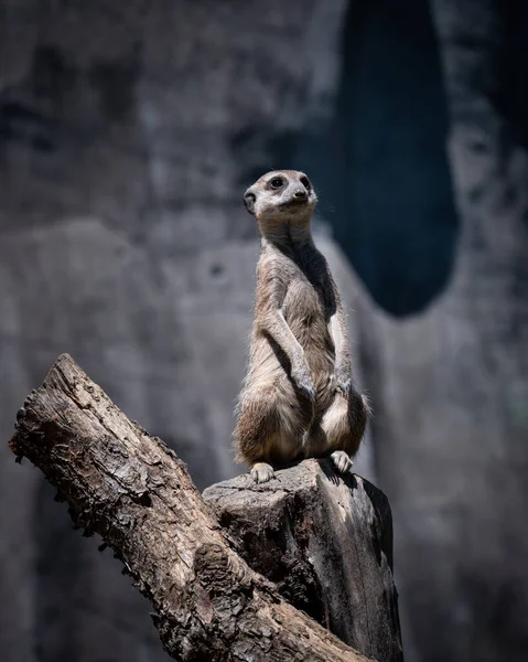 야외에 나무줄기에 미어캣의 — 스톡 사진