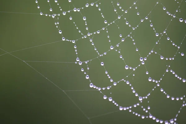 Örümcek Ağındaki Damlacıklarından Bir Kolye Ile Çok Güzel Doğal Bir — Stok fotoğraf