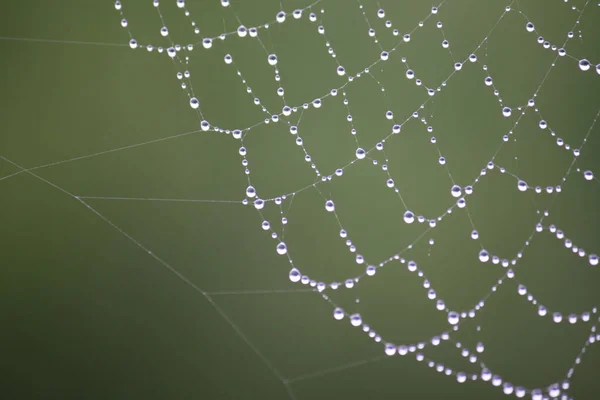 Beautiful Natural Background Necklace Water Droplets Cobweb — Stock Photo, Image