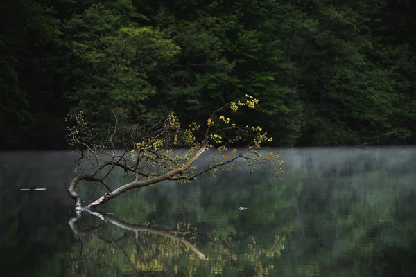 穏やかな湖の木々の枝の閉鎖 背景に緑の森 — ストック写真
