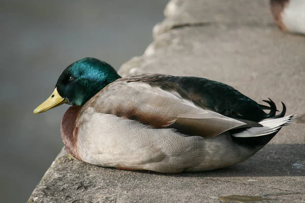 Nahaufnahme Einer Stockente Auf Einem Stein — Stockfoto