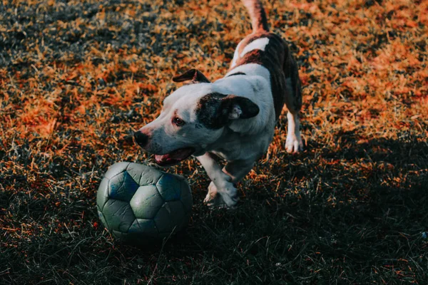 Une Belle Vue Mignon Terrier Jouant Avec Une Balle Dans — Photo