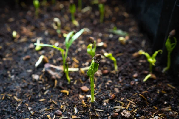 Gros Plan Une Plante Croissance Dans Sol — Photo