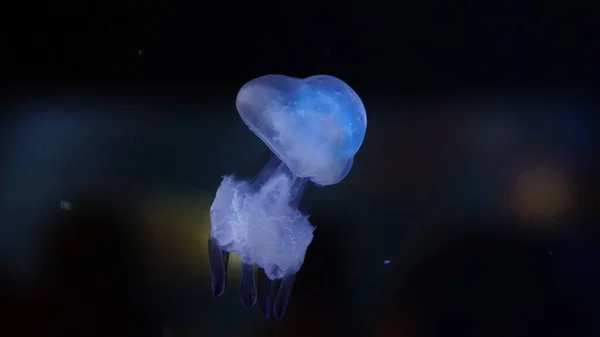 Медуза Плаває Глибокому Океані — стокове фото