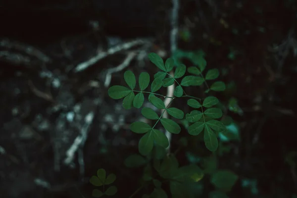 Вид Зверху Зелене Листя Рослини Розмитому Тлі — стокове фото