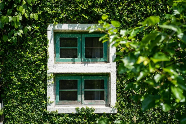 Ein Fensterrahmen Umgeben Von Kletterpflanzen — Stockfoto