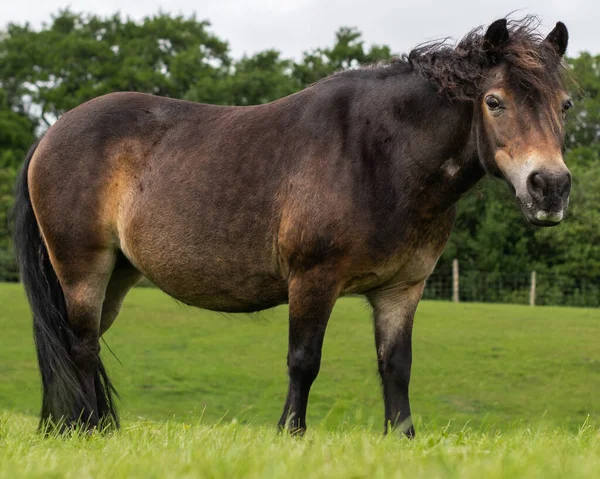 草の牧草地で黒い馬と茶色の馬のクローズアップ — ストック写真