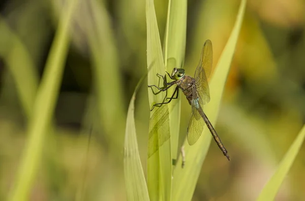 Mała Odonata Zielonej Trawie — Zdjęcie stockowe
