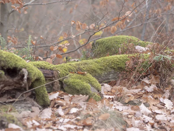 Větvička Země Dotýkající Suchého Listí — Stock fotografie