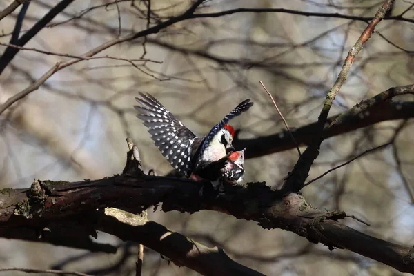 Bel Oiseau Perché Sur Arbre — Photo