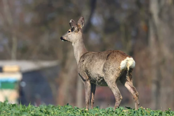 Young Nice Deer Field — Stock Photo, Image