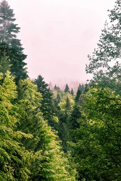 Tiro Vertical Uma Bela Floresta Verde Densa — Fotografia de Stock