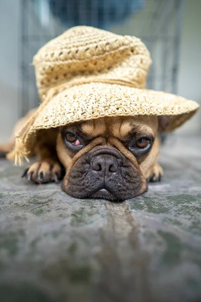 Egy Függőleges Lövés Egy Szomorú Fáradt Francia Bulldog Feküdt Földön — Stock Fotó