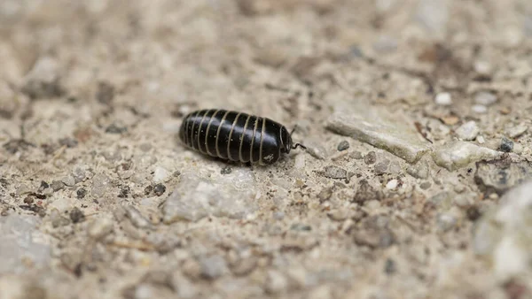 Nahaufnahme Eines Insekts Auf Dem Boden — Stockfoto