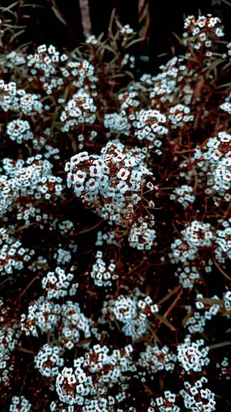 Een Verticaal Shot Van Kleine Witte Bloemen Tuin — Stockfoto