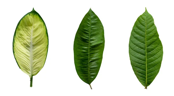 Gros Plan Feuilles Vertes Isolées Sur Fond Blanc — Photo