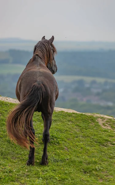 Cavalo Lindo Grande Visto Das Costas Campo Dia Nublado — Fotografia de Stock