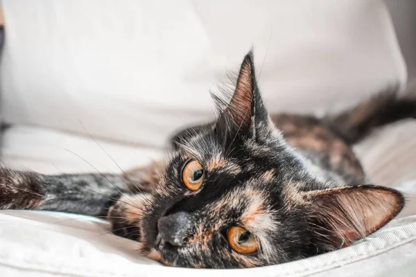 Beautiful Black Ginger Cat Sitting Couch — Stock Photo, Image