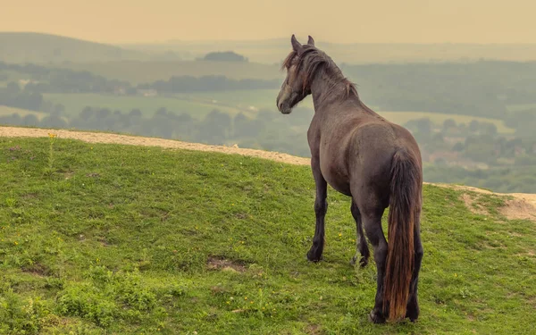 Hermoso Caballo Grande Visto Desde Atrás Campo Atardecer —  Fotos de Stock