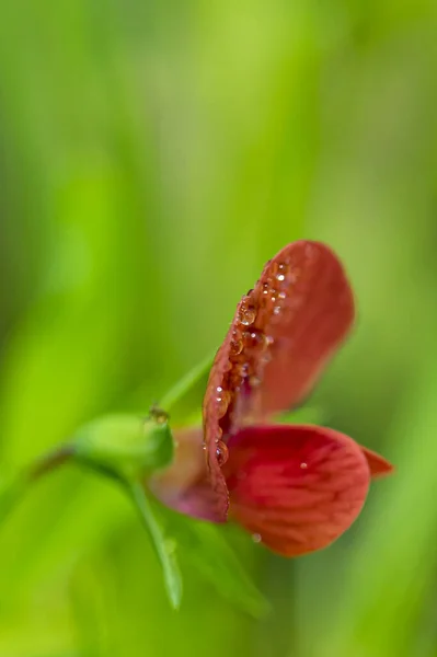 Vertikální Záběr Lathyrus Cicera Mělké Zaměření — Stock fotografie