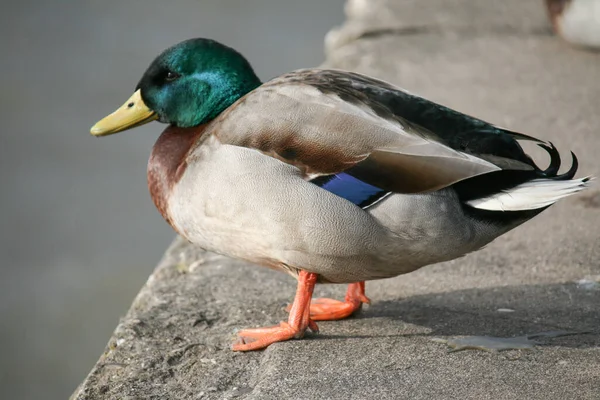 Een Close Shot Van Een Wilde Eend Een Steen — Stockfoto