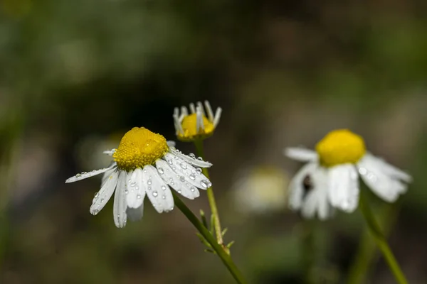 Closeup Chamomile Water Drops Selected Focus — Stock Photo, Image