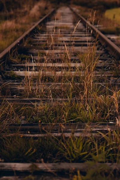 Closeup Shot Dry Grass Growing Railroad — Stock Photo, Image