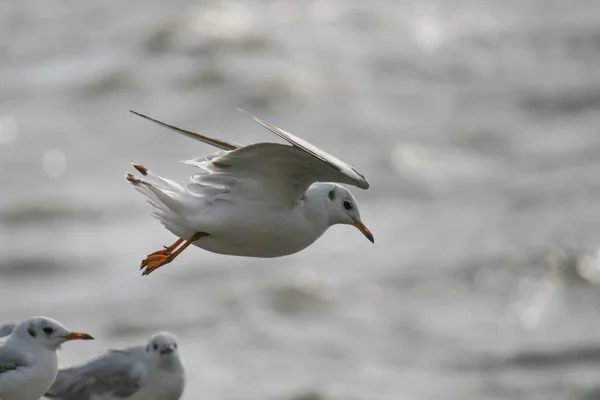 Une Belle Vue Sur Une Mouette Dans Vol — Photo