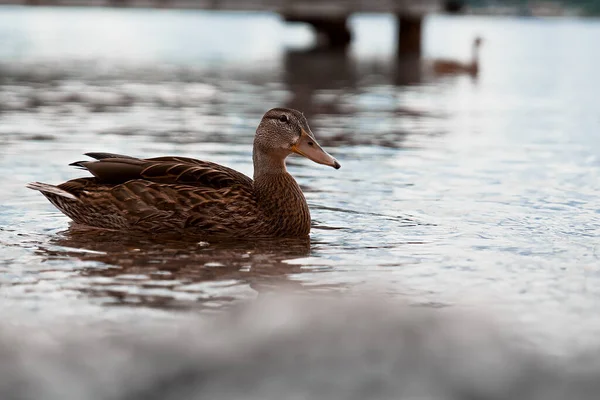 Selektive Fokusaufnahme Einer Ente Die Bei Tageslicht Wasser Schwimmt — Stockfoto