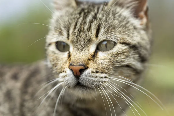 Çizgili Bir Kedinin Yüzüne Yakın Çekim Sığ Odak — Stok fotoğraf