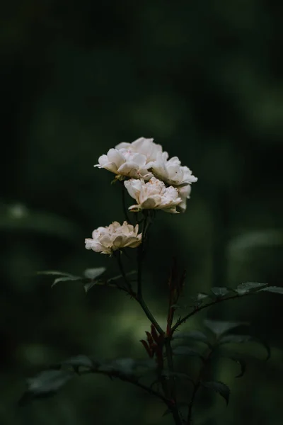 Plano Vertical Rosas Blancas Sobre Fondo Verde Oscuro — Foto de Stock