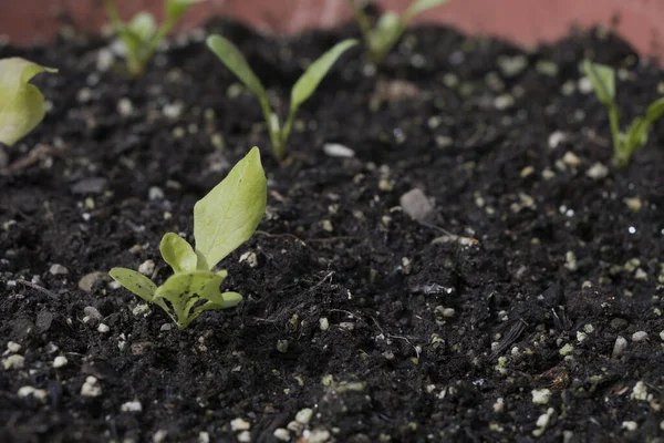 Semis Verts Frais Plantés Dans Sol Noir — Photo