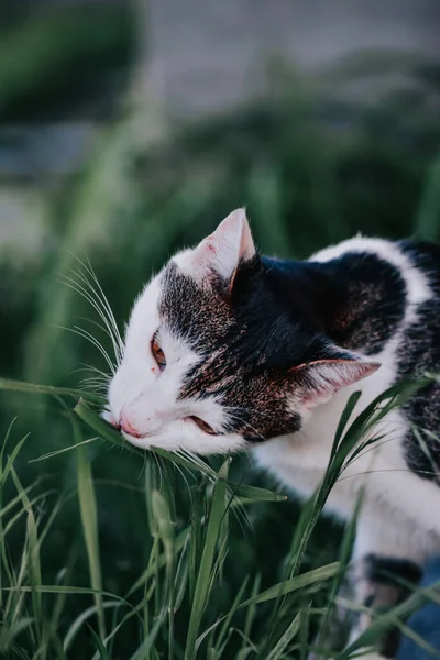 Вертикальный Снимок Милого Черно Белого Кота Лежащего Траве — стоковое фото