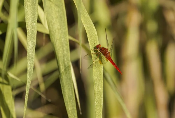 Pequeno Odonata Vermelho Grama Verde — Fotografia de Stock