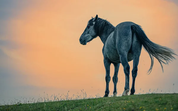 Stor Vacker Häst Sedd Bakifrån Fält Vid Solnedgången — Stockfoto