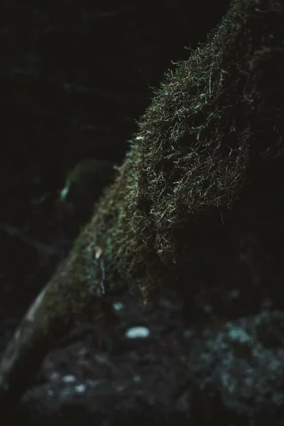 Een Close Van Een Boom Bedekt Met Groen Mos Het — Stockfoto