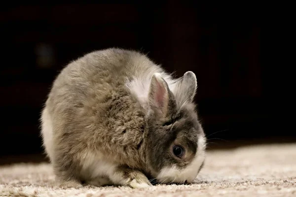 Bir Tavşanın Yakın Çekimi — Stok fotoğraf