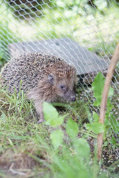 Vertical Shot Adorable Hedgehog Zoo Cage Bright Green Leaves — Stock Photo, Image