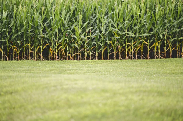 Scenic Shot Cornfield Fresh Plants — Stock Photo, Image