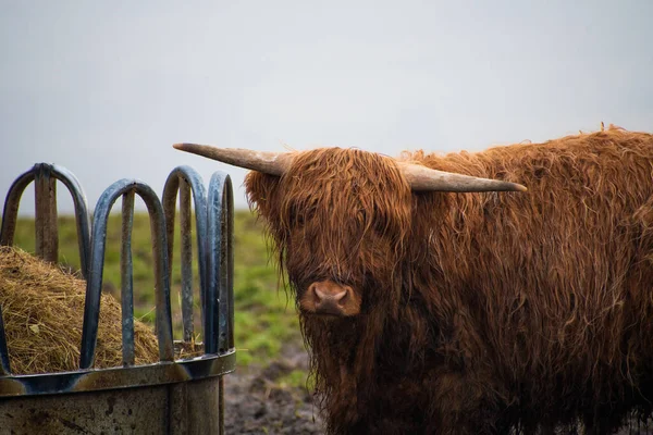 Hexham Royaume Uni Mars 2021 Gros Plan Une Vache Brune — Photo
