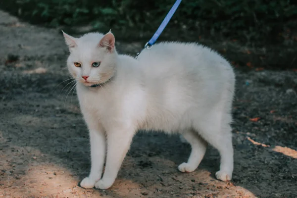 Beautiful View White Cat Heterochromia Blue Collar — Stock Photo, Image