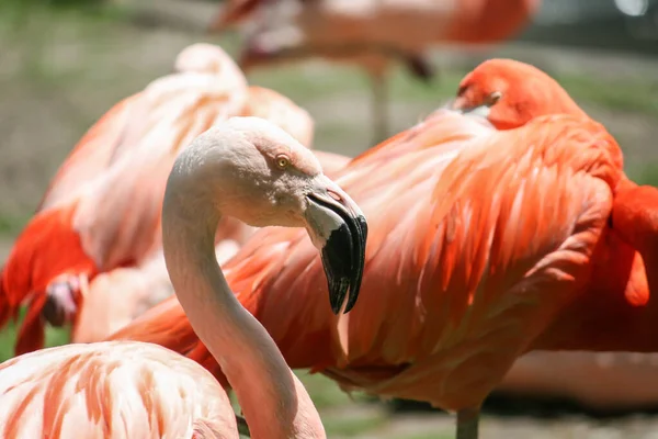 Een Close Shot Van Een Groep Roze Flamingo — Stockfoto