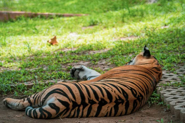 Μια Επιλεκτική Εστίαση Μιας Τίγρης Ξαπλωμένης Στο Έδαφος Αιχμαλωσία — Φωτογραφία Αρχείου